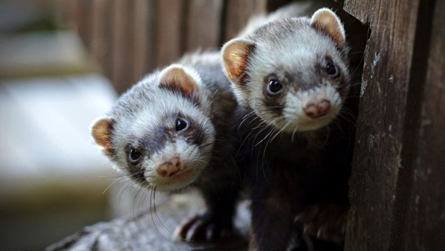 ferrets