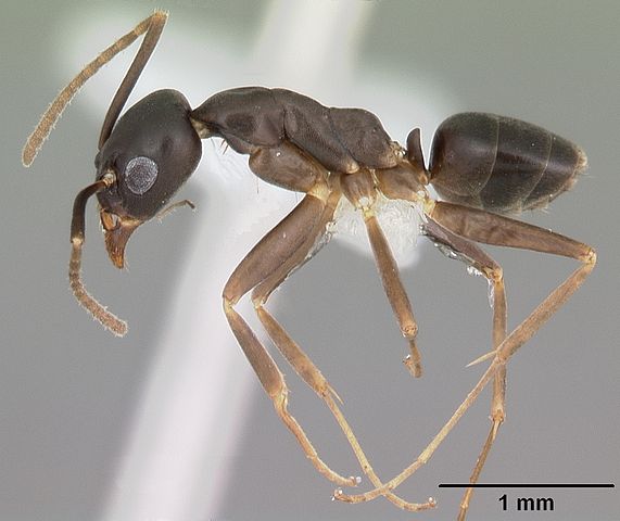 ant