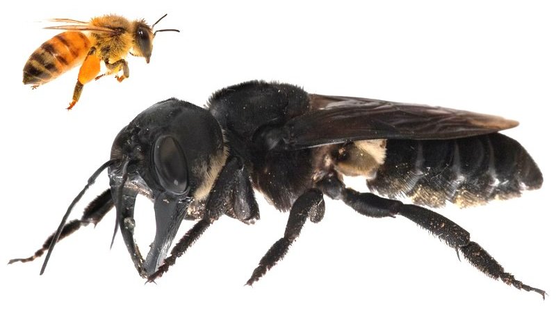 bee1