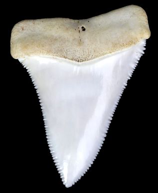 tooth