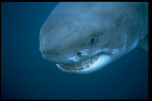 Great White Shark