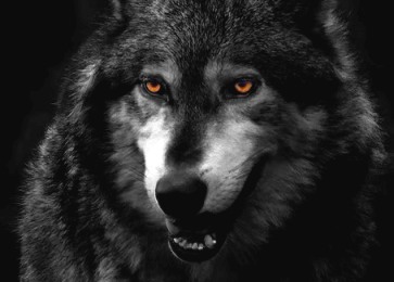 wolf